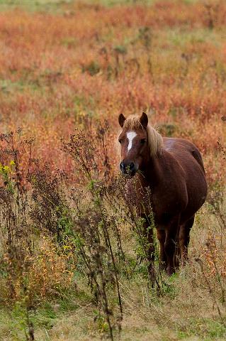 58 Veluwezoom, ijslandse pony.jpg